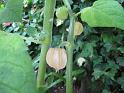 Cape gooseberry Lorain Day 